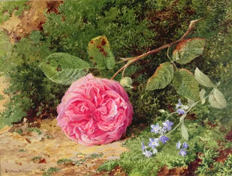 Pink Rose on a Mossy Bank, 1875
